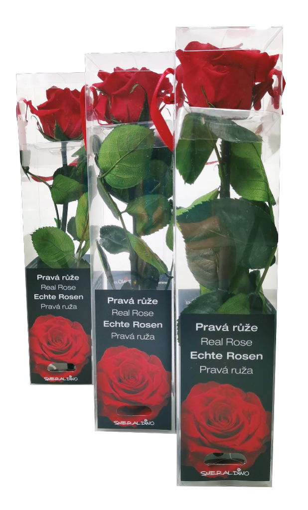10 St Pg Smeraldino Rote Mini Rosen stabilisiert 