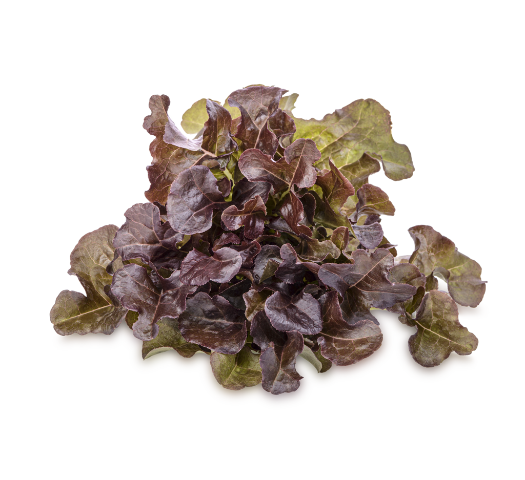 12 1St Lollo Rosso 