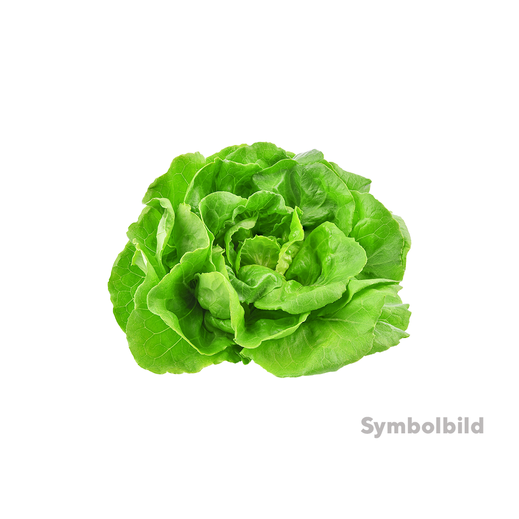 6 1St Pg  Endiviensalat 