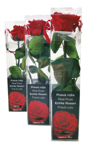 10 St Pg Smeraldino Rote Mini Rosen stabilisiert 