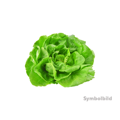 6 1St Pg  Endiviensalat 